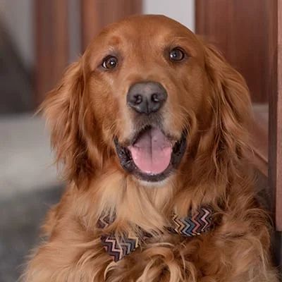 Image of the dog with name Boulder