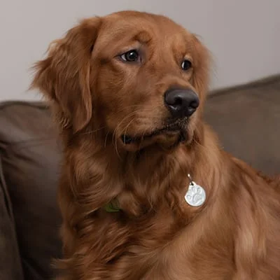 Image of the dog with name Doppler